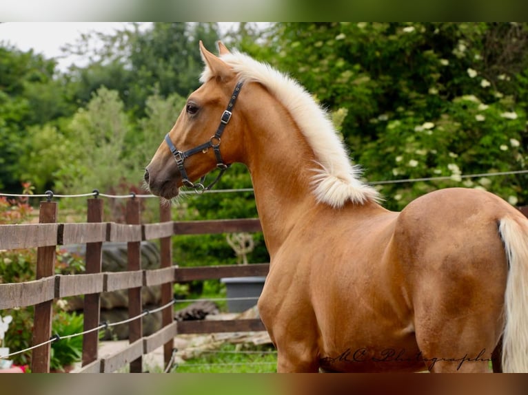 Andalusier Hengst 1 Jahr 150 cm Palomino in Polenz