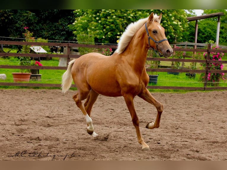 Andalusier Hengst 1 Jahr 150 cm Palomino in Polenz