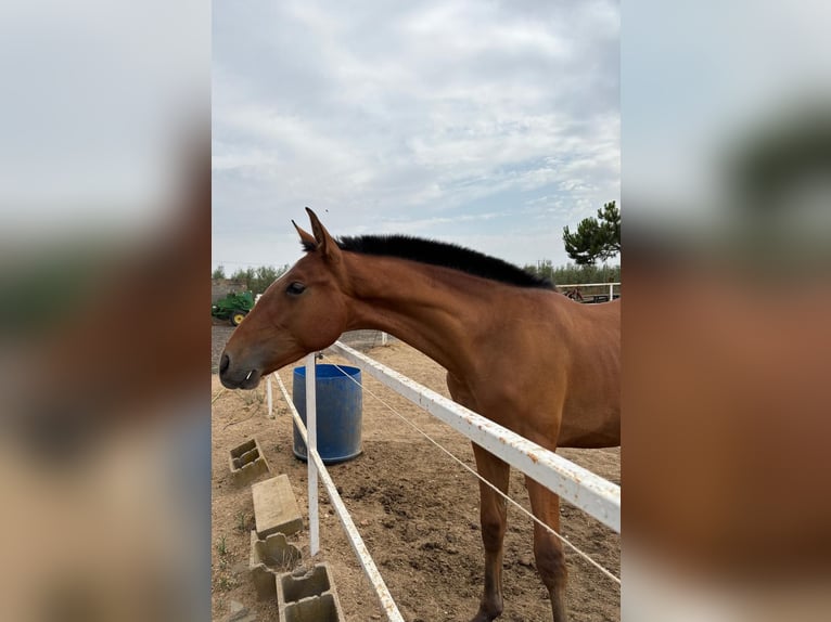 Andalusier Hengst 1 Jahr 155 cm Brauner in Arroyo De San Servan