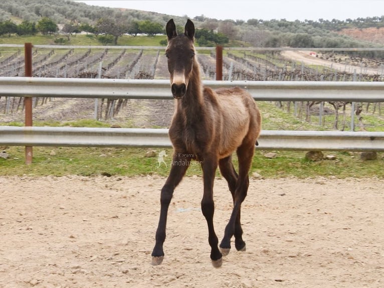 Andalusier Hengst 1 Jahr 155 cm  in Provinz Cordoba