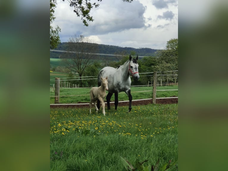 Andalusier Hengst 1 Jahr 158 cm Perlino in Waldeck