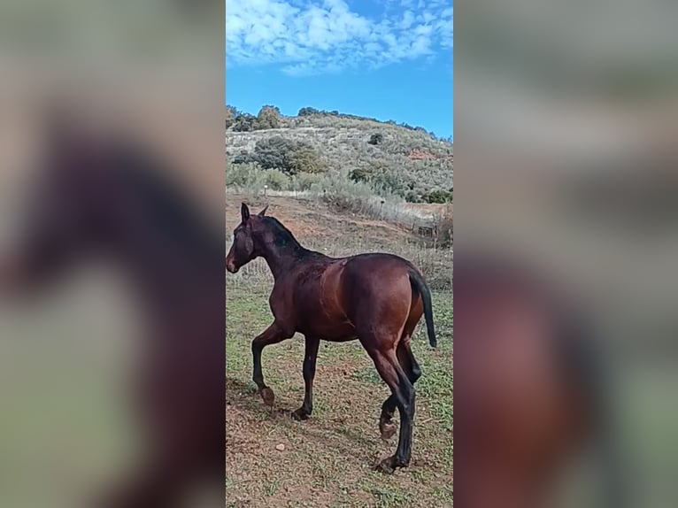 Andalusier Hengst 1 Jahr 158 cm Rotbrauner in Alcaraz