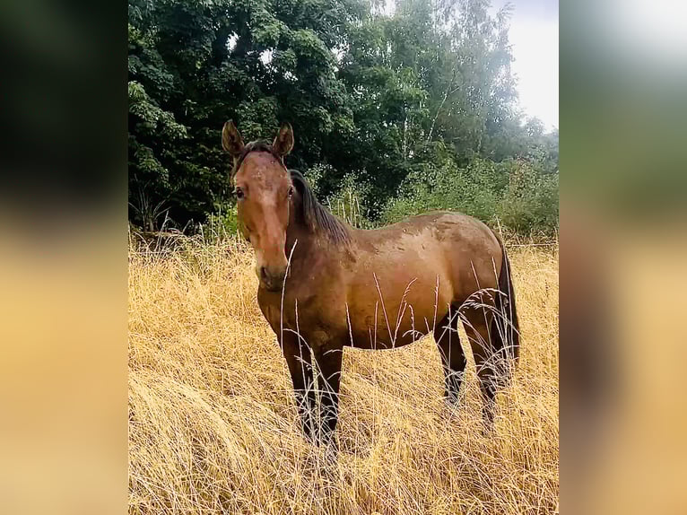 Andalusier Hengst 1 Jahr 160 cm Brauner in Ballenstedt