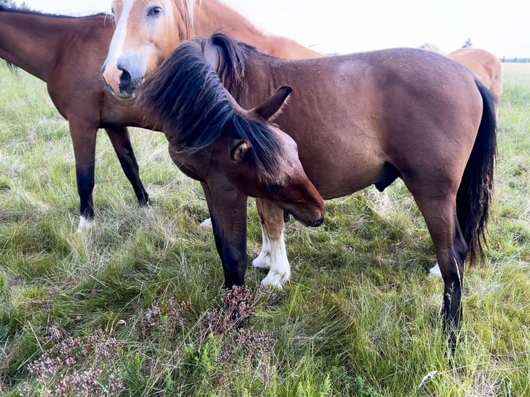 Andalusier Hengst 1 Jahr 160 cm Brauner in Ballenstedt