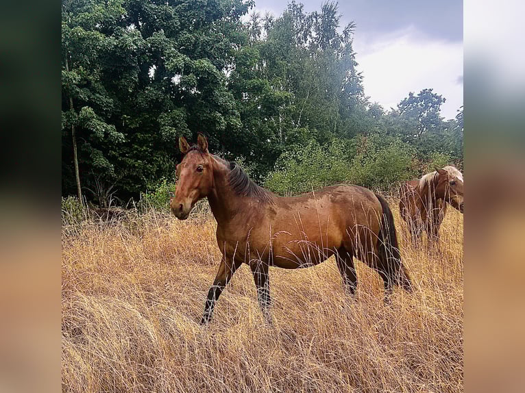 Andalusier Hengst 1 Jahr 160 cm Brauner in Ballenstedt