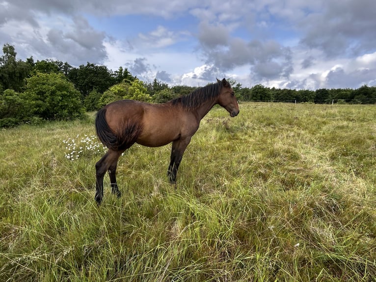Andalusier Hengst 1 Jahr 160 cm Brauner in Ballenstedt