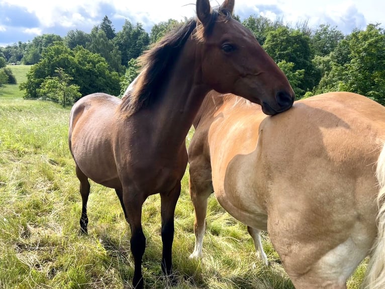 Andalusier Hengst 1 Jahr 160 cm Brauner in Ballenstedt