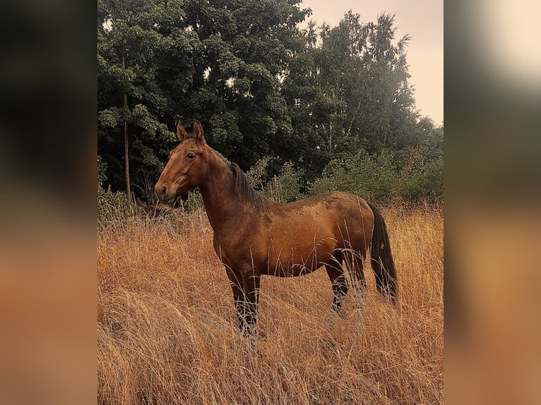 Andalusier Hengst 1 Jahr 160 cm Brauner in Ballenstedt