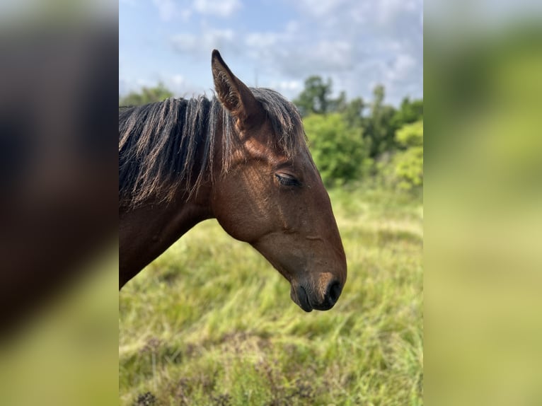 Andalusier Hengst 1 Jahr 160 cm Brauner in Ballenstedt