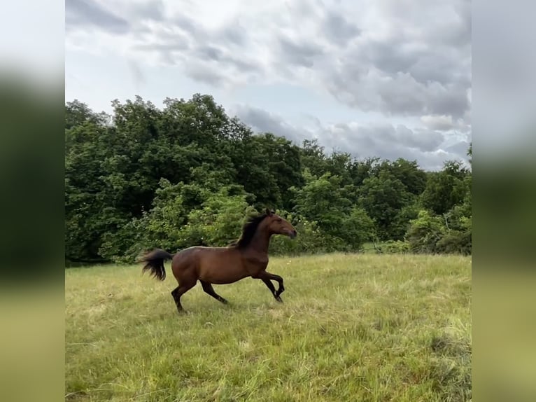 Andalusier Hengst 1 Jahr 160 cm Brauner in Ballenstedt