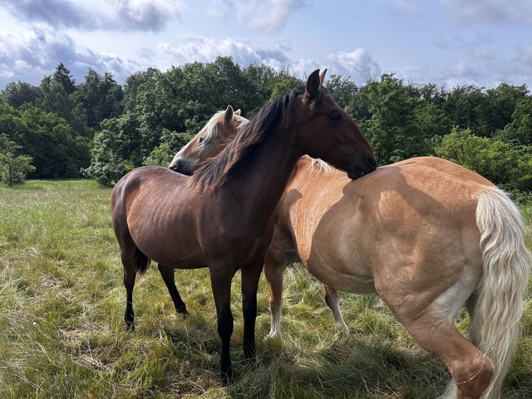 Andalusier Hengst 1 Jahr 160 cm Brauner in Ballenstedt