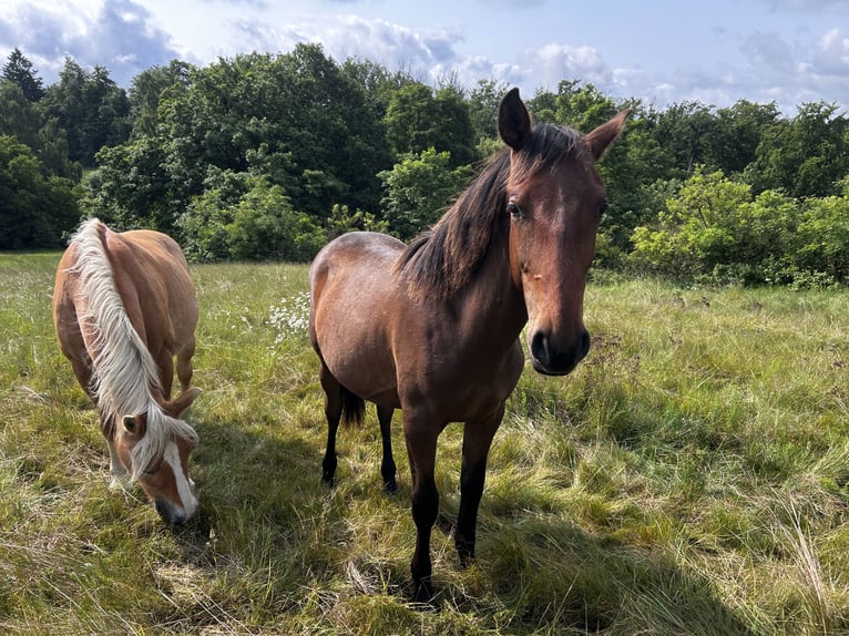 Andalusier Hengst 1 Jahr 160 cm Brauner in Ballenstedt