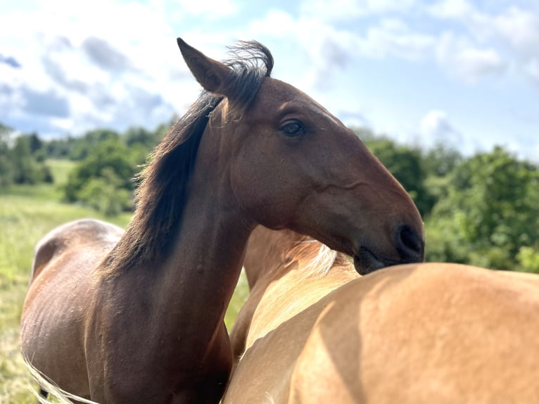 Andalusier Hengst 1 Jahr 160 cm Brauner in Ballenstedt