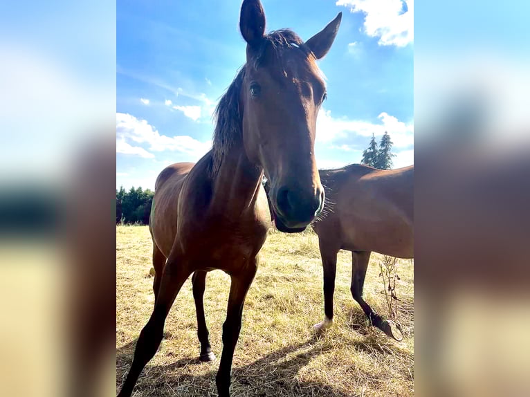 Andalusier Hengst 1 Jahr 160 cm Brauner in Ballenstedt