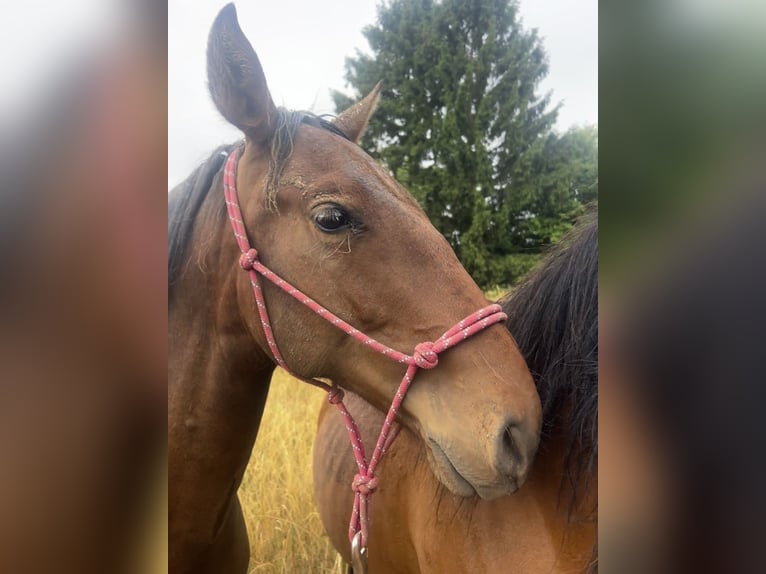 Andalusier Hengst 1 Jahr 160 cm Brauner in Ballenstedt