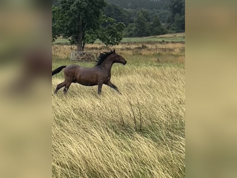 Andalusier Hengst 1 Jahr 160 cm Brauner in Ballenstedt