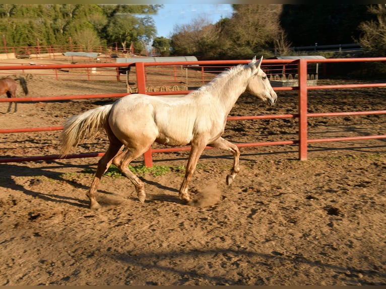 Andalusier Mix Hengst 1 Jahr 160 cm Palomino in Galaroza