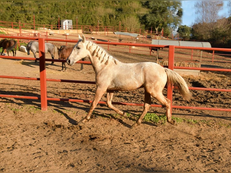 Andalusier Mix Hengst 1 Jahr 160 cm Palomino in Galaroza