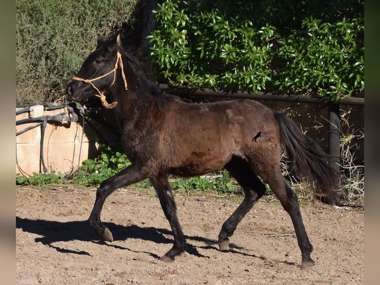 Andalusier Hengst 1 Jahr 160 cm Rappe in Mallorca