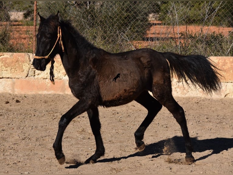 Andalusier Hengst 1 Jahr 160 cm Rappe in Mallorca