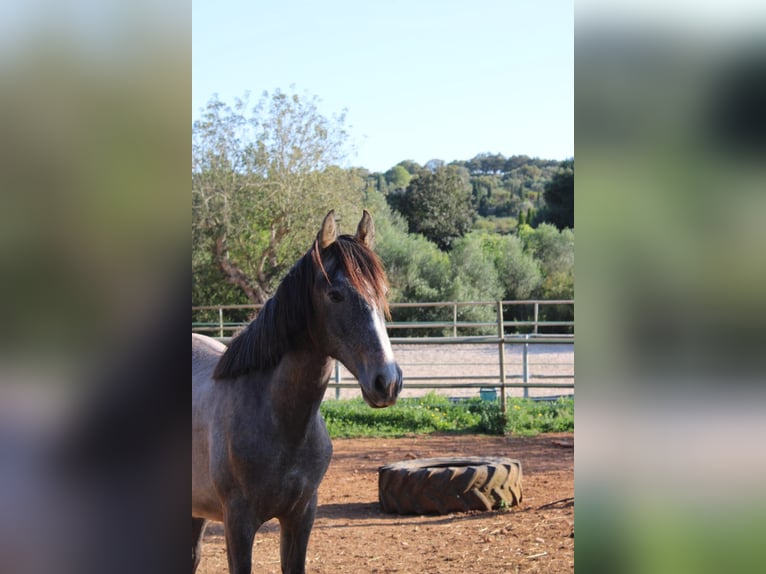 Andalusier Hengst 1 Jahr 160 cm Schimmel in Felanitx