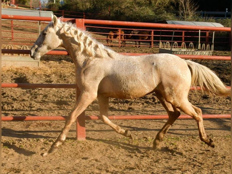 Andalusier Hengst 1 Jahr 161 cm Palomino in Adelschlag