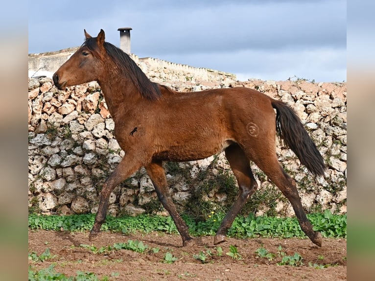 Andalusier Hengst 1 Jahr 162 cm Brauner in Menorca