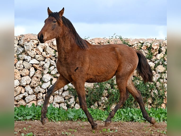 Andalusier Hengst 1 Jahr 162 cm Brauner in Menorca