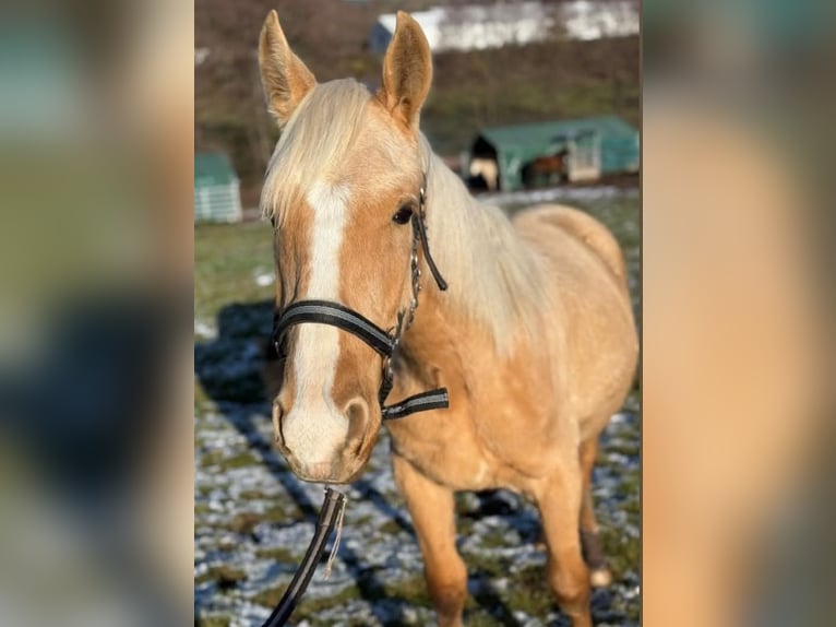 Andalusier Mix Hengst 1 Jahr 163 cm Palomino in Birkenfeld