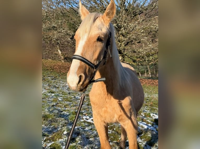 Andalusier Mix Hengst 1 Jahr 163 cm Palomino in Birkenfeld