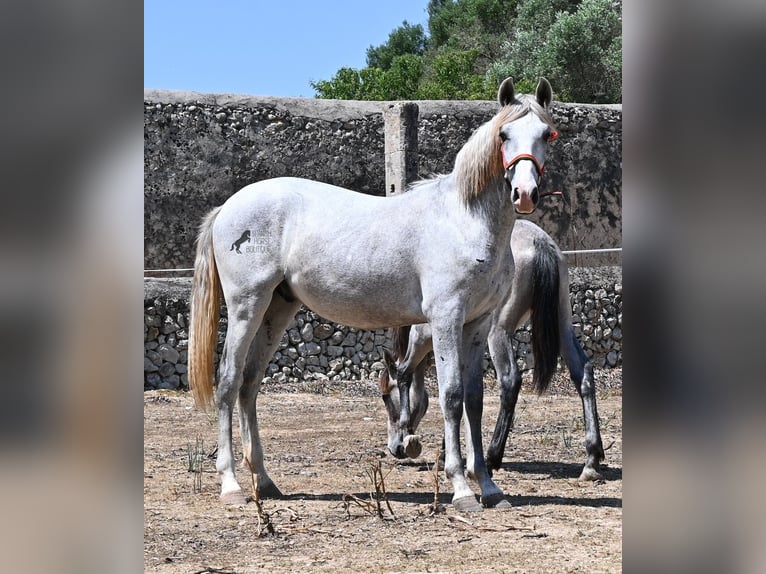 Andalusier Hengst 1 Jahr 163 cm Schimmel in Mallorca