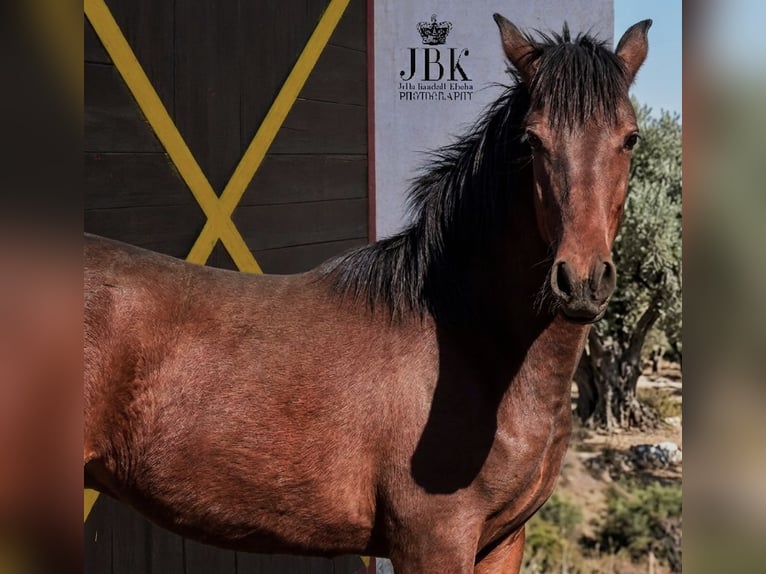 Andalusier Hengst 1 Jahr 164 cm Brauner in Tabernas Almeria