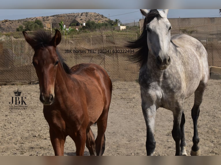 Andalusier Hengst 1 Jahr 164 cm Brauner in Tabernas Almeria
