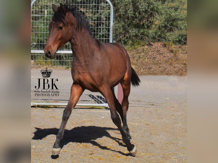 Andalusier Hengst 1 Jahr 164 cm Brauner in Tabernas Almeria