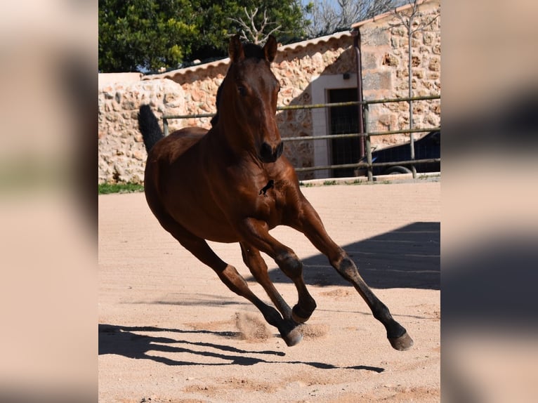 Andalusier Hengst 1 Jahr 165 cm Brauner in Mallorca