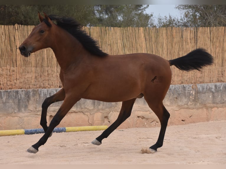 Andalusier Hengst 1 Jahr 165 cm Brauner in Mallorca