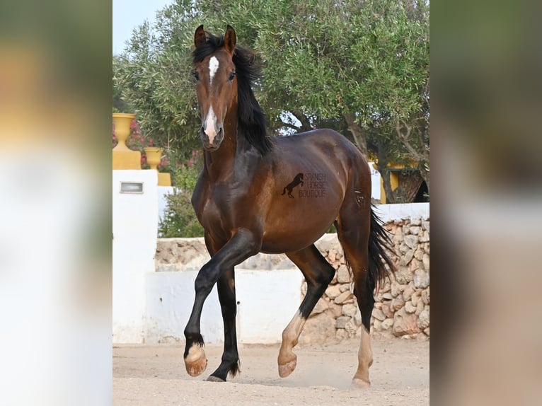 Andalusier Hengst 1 Jahr 165 cm Brauner in Menorca