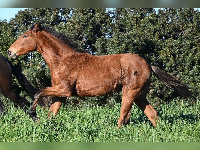 Andalusier Mix Hengst 1 Jahr 168 cm Brauner in Menorca