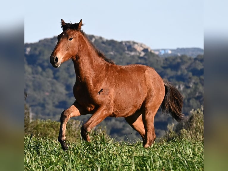 Andalusier Mix Hengst 1 Jahr 168 cm Brauner in Menorca