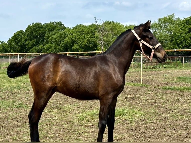 Andalusier Mix Hengst 1 Jahr 173 cm Dunkelbrauner in Venus