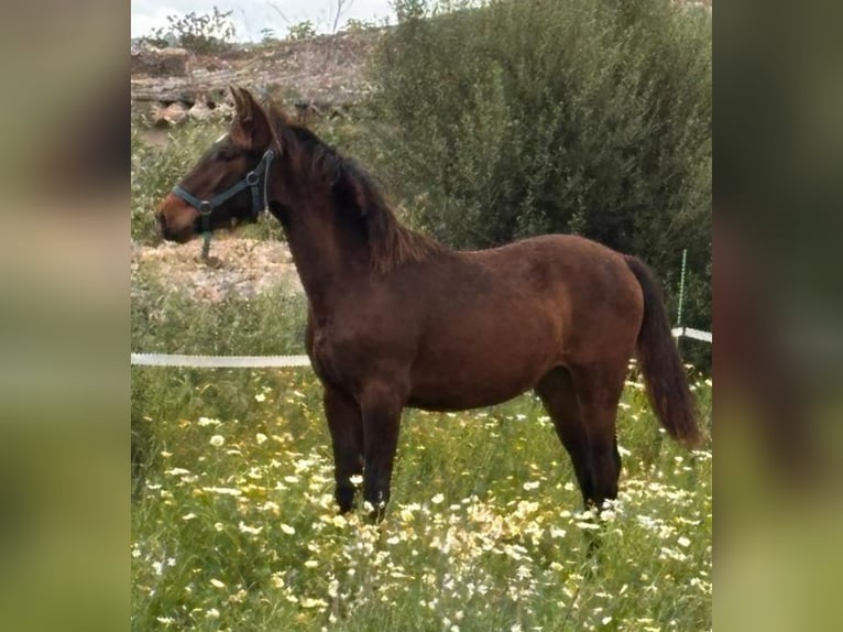 Andalusier Hengst 1 Jahr Brauner in Mallorca