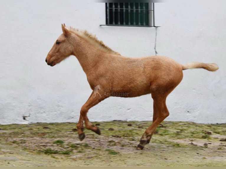 Andalusier Hengst 1 Jahr Palomino in Provinz Cordoba