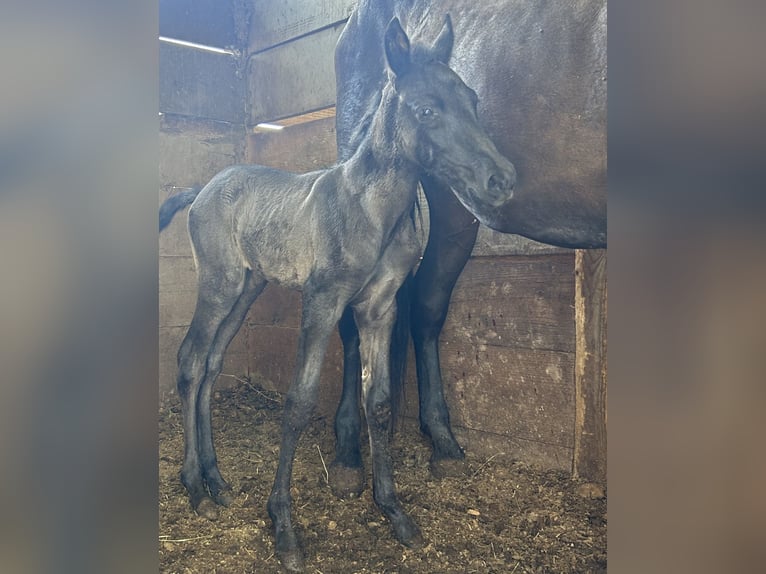 Andalusier Hengst 1 Jahr Rappe in Pasadena