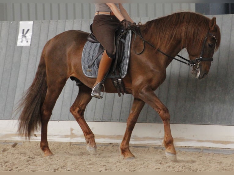 Andalusier Hengst 24 Jahre 148 cm Fuchs in Viernheim