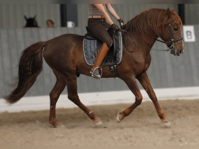 Andalusier Hengst 24 Jahre 148 cm Fuchs in Viernheim