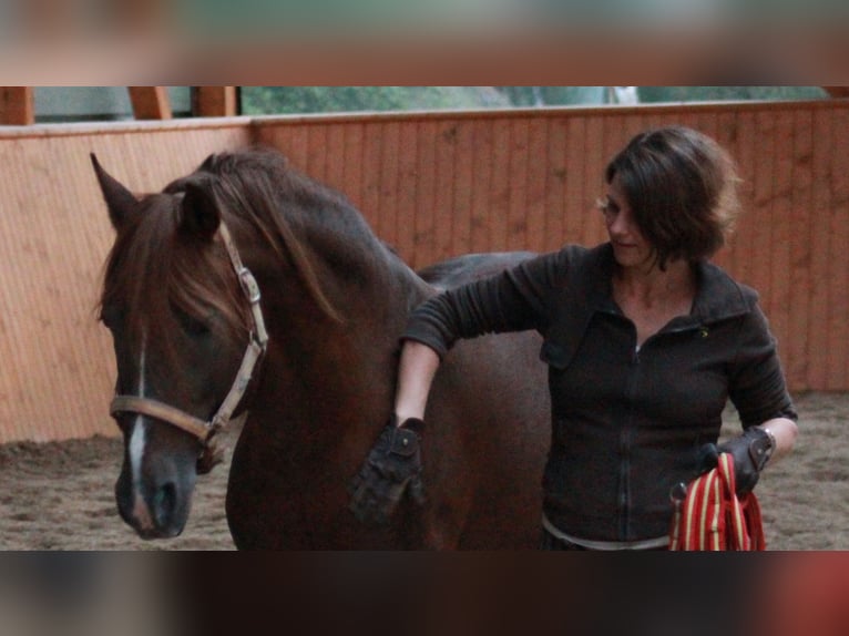 Andalusier Hengst 24 Jahre 148 cm Fuchs in Viernheim