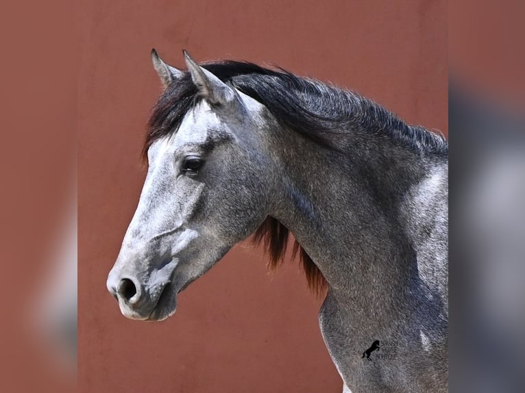 Andalusiër Hengst 2 Jaar 148 cm Schimmel in Menorca