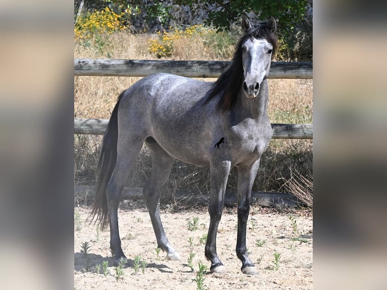 Andalusiër Hengst 2 Jaar 148 cm Schimmel in Menorca