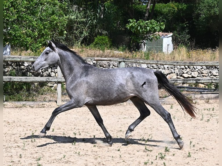 Andalusiër Hengst 2 Jaar 148 cm Schimmel in Menorca