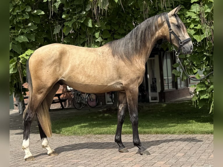 Andalusiër Mix Hengst 2 Jaar 152 cm Buckskin in Zieuwent